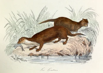 Illustrazione tratta dal libro "Opere complete di Buffon": Les animaux: Les ottres (incisione)