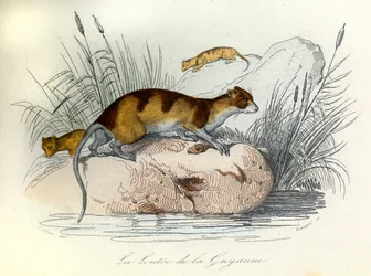 Illustrazione tratta dal libro "Opere complete di Buffon": Les animaux domestiques: La lontra della Guiana (incisione)