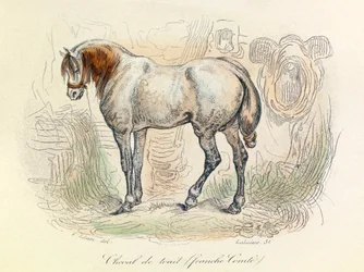 Illustrazione del cavallo Franc Comtois, classificato da Linneene e Cuvier (incisione)
