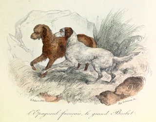 Illustrazione dello Spaniel francese e del Barbet grande con la nomenclatura di Linneene e la classificazione di Cuvier (incisione)