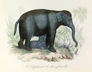 Illustrazione di una femmina di elefante asiatico dal libro di Buffon, classificata da Linneo e Cuvier (incisione)