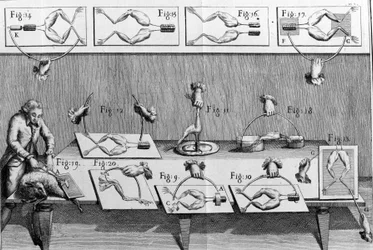 Illustrazione degli esperimenti di Luigi Galvani, fisico e medico italiano (1737 - 1798) che spiegano il passaggio della corrente elettrica che muove le zampe di una rana.