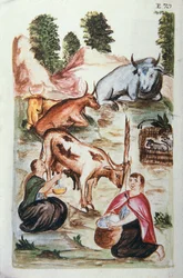 Pastori indiani che curano le mucche, dal libro "Trujillo del Peru" o "Codice Martínez Compañón", di Baltazar Martinez Compañón y Bujanda, vescovo di Trujillo (1782-1785)