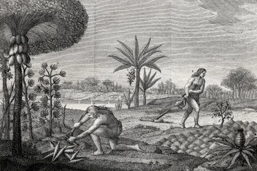 Indigeni che lavorano la terra nel bacino dell