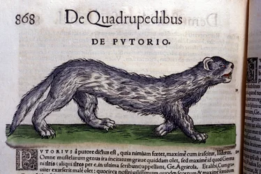 Le fertois - in Historia Animalium di Conrad Gesner, Tiguri