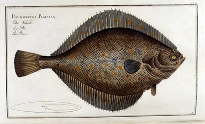 Il rombo o Pleuronectes Platessa secondo Marc Elieser Bloch Ichtyologie Parigi - Berlino - Londra 1787