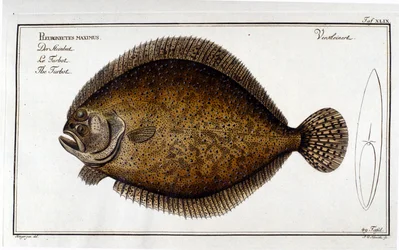 Le turbot ou Pleuronectes maximus da Marc Elieser Bloch Ichtyologie Paris - Berlin - London 1787