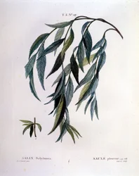 Foglia di salice piangente (Salix babylonica)