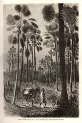 La carovana del Tenente Mage avanza verso il Niger e attraversa una foresta di palme giganti nella provincia di Damfa, Mali. Incisione per illustrare il viaggio nel Sudan occidentale del Tenente (Marina) M.Mage, nel 1863-1866, pubblicato in "Le tour du mon