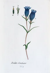 Piccola genziana (genziana di palude