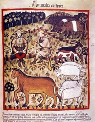 Allevamento di bestiame, pecore, capre e maiali. Miniatura dal Tacuinum sanitatis