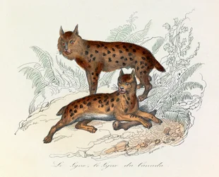 Lince e lince canadese, due mammiferi quadrupedi, classificati da Linneene e Cuvier (incisione)