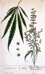 Pianta di cannabis maschio. Incisione del XIX secolo.