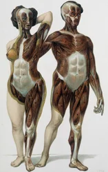 Uomo e donna scuoiati: muscoli - libro di medicina, fine XIX secolo