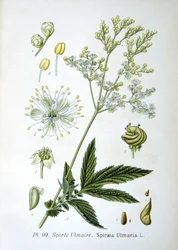 Filipendula ulmaria