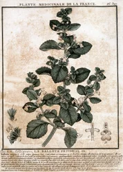 Pianta medicinale della Francia: la belotta fetida