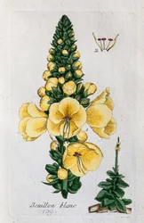 Verbasco