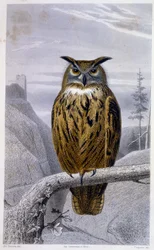 Tavola di Storia Naturale: Gufo: Il Granduca - in "Opere di Buffon", T.5, ed. Fume Jouvet & Cie