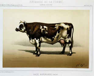 Mucca normanna