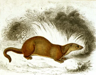Lontra - incisione a colori. Incisione del XIX secolo.
