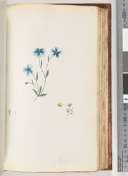 Pagina 100. Linum