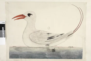 Pagina 100. Phaeton Red, Uccello tropicale dalla coda rossa Phaethon rubricauda, 1791-92