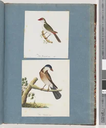 Pagina 105. Fringuello dalle sopracciglia rosse. 106. Uccello non identificato