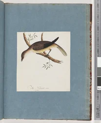 Pagina 108. Uccello non identificato