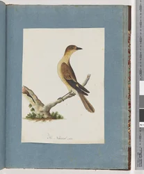Uccello non identificato