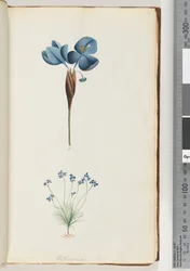 Pagina 10. Pattersonia