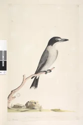 Pagina 10. Vanga. al centro inferiore in altra mano dimensione naturale, iride dubbia. Uccello macellaio grigio Cracticus torquatis maschio, 1791-92