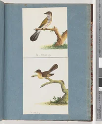 Pagina 111. Uccello non identificato. 112. Uccello non identificato.