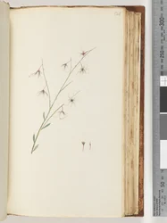 Pagina 121. Pianta non identificata
