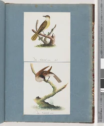 Pagina 129. Uccello non identificato. 130. Uccello non identificato