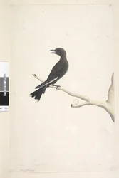 Pagina 12. Ocypterus. sopra il titolo in una mano diversa Aprile, grandezza naturale Legno Scuro, Rondine Artamus cyanopterus