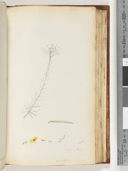 Pagina 131. Germen peloso / Ericifolia disegno incompiuto