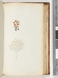 Pagina 132. Ericifolia