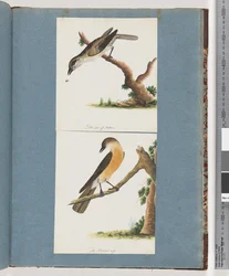 Pagina 133. Uccello non identificato. 134. Uccello non identificato