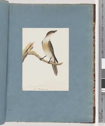 Pagina 137. Uccello non identificato, possibilmente il Tordo Armonico