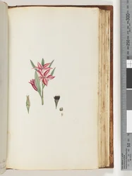 Pagina 139. Pianta fiorita senza nome
