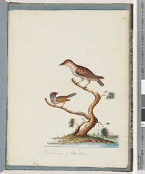 Pagina 140. 1. Uccello non identificato. 2. Fringuello dalle sopracciglia rosse