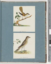 Pagina 142. Uccello non identificato. 143. Uccello non identificato