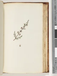 Pagina 144. Pianta non identificata