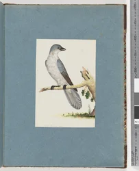 Pagina 145. Uccello non identificato