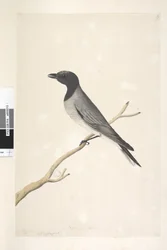 Pagina 14. Little Cuckoo, Shrike? Coracina robusta, 1791-92