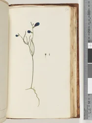 Pagina 174. Pianta non identificata
