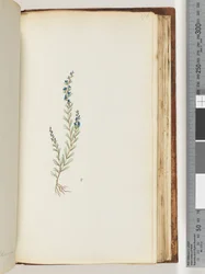 Pagina 176. Pianta non identificata