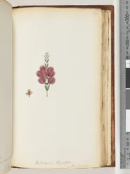 Pagina 189. Melaleuca thymifolia
