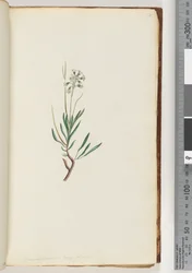 Pagina 18. Conospermum longifolium