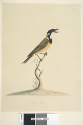 Pagina 18. Dimensione naturale Golden Whistler Pachycephala pectoralis, maschio, 1791-92